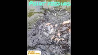 How to feed Catfish at a point using pallet