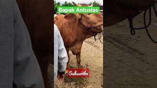 Bapak Antusias #sapi  #shorts