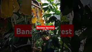 BANANA HARVEST