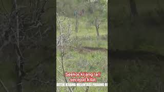 seekor kijang lari secepat kilat #shortvideo #shortsfeed #shorts #short #wildboarhunt