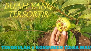 JAMBU KRISTAL : BUAH YANG TERSORTIR