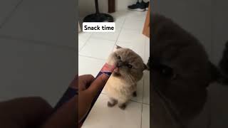 Snack time #pet #petlover #shorts #foryou #highlights