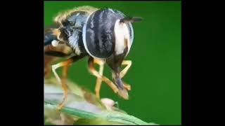 Have you seen the tongue(proboscis)of an insect?? #macro  #bug