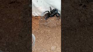 Tliltocatl Verdezi (Mexican Rose gray Tarantula) Feeding #tarantula  #tarantulafeeding #vogelspinnen