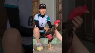 TETAP CANTIK MESKIPUN MERAWAT AYAM #ayammangon #ayambangkok #ayamganoi #ayampakhoy