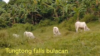 San Jose del monte Bulacan tungtong falls PH🇵🇭 #nichiasatv #travel