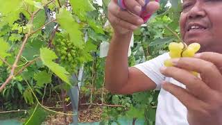 panen anngur di agroeduwisata situbolang indramayu.