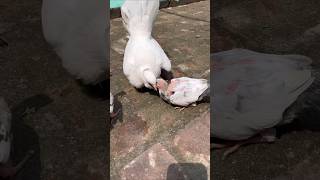 Deworming kr dii 😊ll #pet #minivlog #animallover #sauravjoshivlogs #pigeonlover