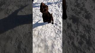 Щенок лабрадора, подаёт голос. /Labrador puppy, giving voice.#shorts