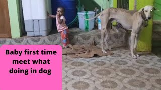 baby meet dog first time what will happen| #dogs #chippiparai  #dog #pets #therott #baby #petsinfo