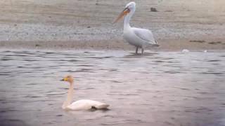 Pélican frisé & Cygne chanteur au Lac du Der_Antoine Cubaixo (Novembre 2016)