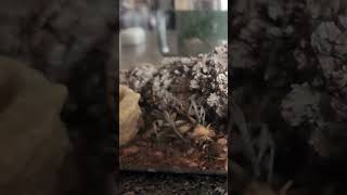 Huge Wolf Spider vs Cricket