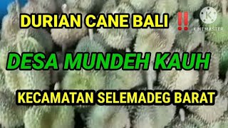 MUSIM PANEN SELAH || DURIAN CANE BALI || DESA MUNDEH KAUH‼️