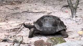 Galapagos tortoises are one of the longest-living animals on Earth,living over 100 years in the wild