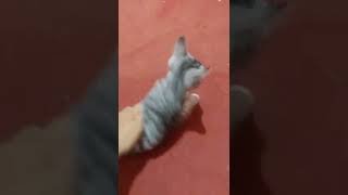 kenapa kucing marah kalo di pegang perutnya ?