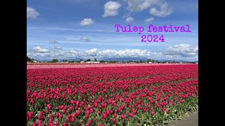 ТЮЛЬПАНИ 🌷 штат Вашингтон 🌷Skagit Valley Tulip Festival (Spring 2024)