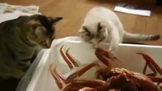 Cat making friendship with a crab