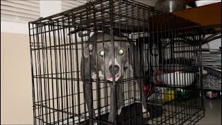 Protective “Blue Pitbull” Out Of “Diamond Woods Kennels”