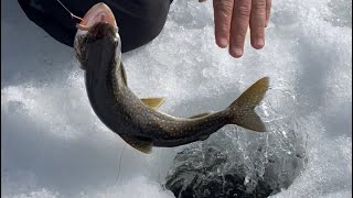 Up close Moosehead Lake Togue lake trout through the ice #icefishing