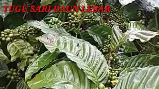 tugusari daun kecil, tugusari daun lebar, tugu bengkok kamu suka yang mana.