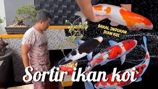 BELAJAR CARA SORTIR INDUKAN IKAN KOI KUALITAS SUPER || WAJIB COBA !!