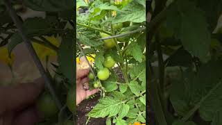 Garden progress #garden #growingtomatoes #plants #gardentherapy