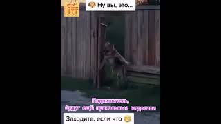 #Shorts заходи если что, приколы с животными, смешные мемы