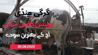 cow mandi 2022 updates/ bhains colony mandi @mandivlogswithEjaz