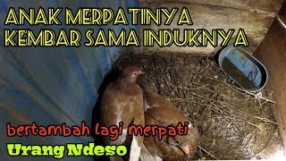 Panen Anakan Merpati Kali Ini Kembar Sama Induknya