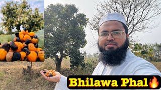 Bhilawa Phal Tree Vlog🔥|| First Time View🔥|| Nawaz Rashadi Vlogs🔥