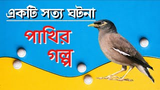 #Bird's Story | Pakhir golpo | A Live Shoot Story | Ekti Shalik Bipode Pore Tar Ki Obostha Holo Dekh