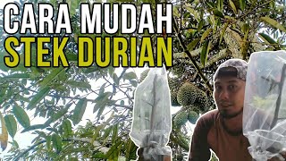 Cara Mudah Stek Durian! No Rumit Dari Awal Hingga Akhir