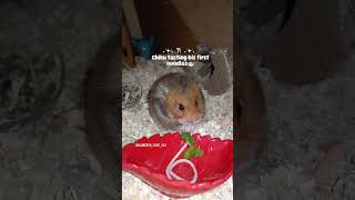 treat time 🍜 #hamstersoftiktok #hamstertreats #hamstersoftiktok #hamsterbabies