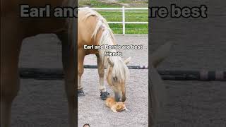 Horse giving massage to Cat #horse #equestrian #pony #horseriding #funny #music #rap #hiphop