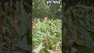 নদীর পারে ফাকা জায়গায় বা বাড়ির আঙ্গিনায় হলুদ চাষ পদ্ধতি- কৃষি বিচিত্র- Krishi Bicitro #farming