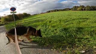 German shepherd on walk. Eros på tur. 04.10.2024. still you tubes most boring video part 2