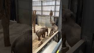 Elephants at Blackpool Zoo