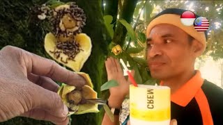 TUTORIAL CARA KAJI ULANG PENYERBUKAN BUNGA DURIAN BELANDA. BUNGA JANTAN & BUNGA BETINA .