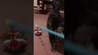 Cat playing