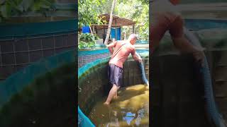 Penggantian air kolam ikan gurame #kebumen #guramebabon