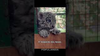 #fofo #animaisfofos #animal #animals #animais #filhotes