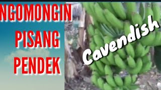 PISANG DRAWF CAVENDISH