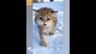 #Shorts funny animals, prank, приколы с животными, смешные животные