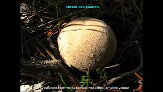 Lycoperdon molle. Champimaginatis. English Text.