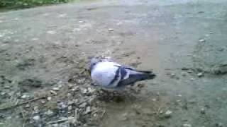 PIGEON WITH A DEATH WISH with Lewi