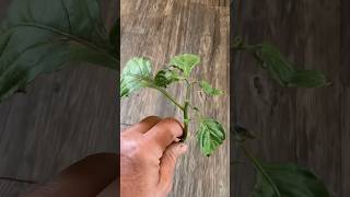 Propagating A Broken Pepper Branch In Water