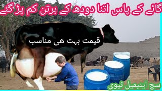 03466152628 |cholistani friesian cross cow| friesian cholistani cross gay | cholistani cows