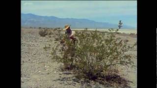 An 11,700 year old creosote bush