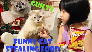 Funny Cat stealing food