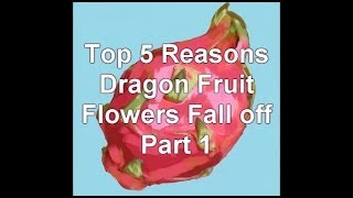 Top Most Common Reasons Dragon Fruit Flowers turn yellow and Fall off 101 pt 1